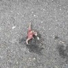 新種か!?田舎の道で発見した謎のピンクな生物の死骸。。。